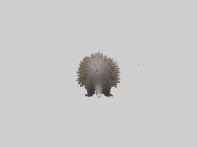Porcupine hissing model Low-poly 3D model