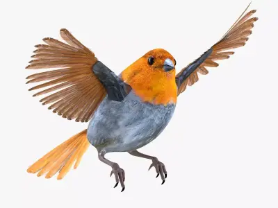 Finch bird rigged 3d model Low-poly 3D model