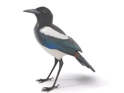 Elegant Magpie Bird model pack Low-poly 3D model