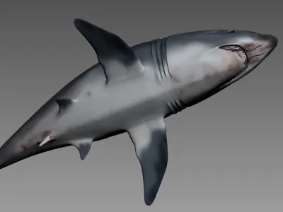 shark 3D model