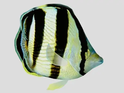 Banded Butterfly Fish Low-poly 3D model