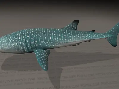 Whale Shark - Rhincodon Typus - Adult Male - Textured  3D model