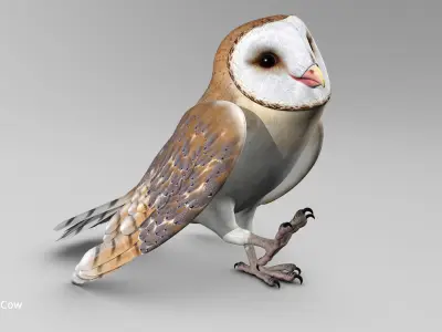 Barn Owl - Folded Wings 3D model