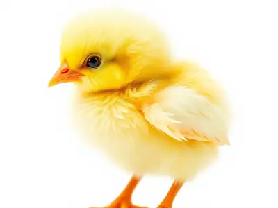 Realistic Baby Chick D Model Pack for Animations and Games Low-poly 3D model