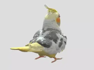 Cockatiel Bird 3D print model