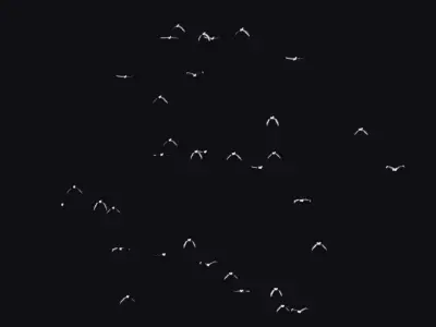 Flock White Bird Animated Swarm Dove Shoal Birds Seagull Low-poly 3D model