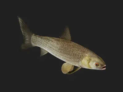 Carp fish Low-poly 3D model