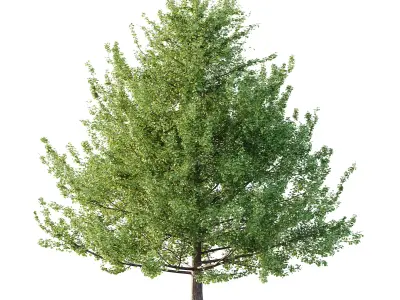 Maidenhair Ginkgo Biloba Tree 06 3D model