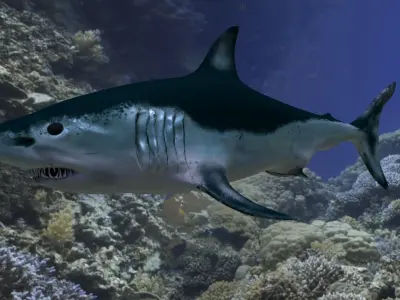 3D Model Shark Maco Low-poly 3D model