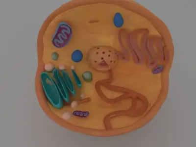 Animal cell Free 3D model