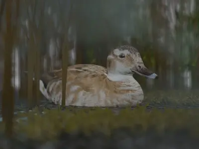 hunting duck Low-poly 3D model