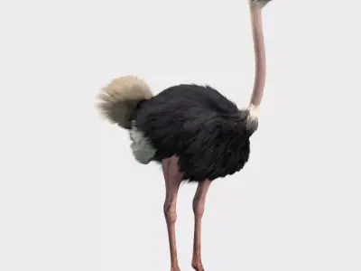 Ostrich 3D model