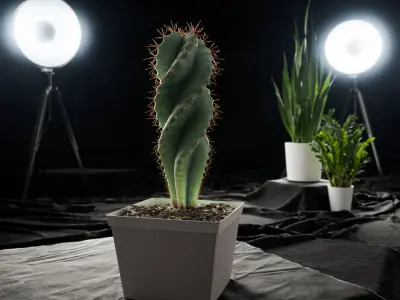  Spiral Cactus Potted Plant Model 