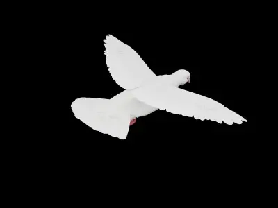 Realistic Animated White Dove Low-poly Low-poly 3D model