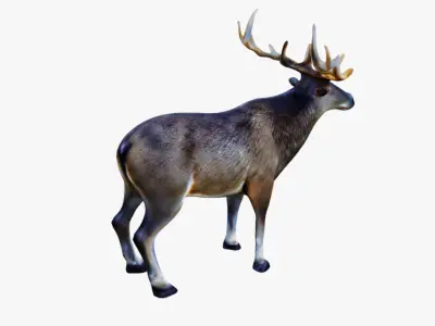 Elk Animal Free 3D model