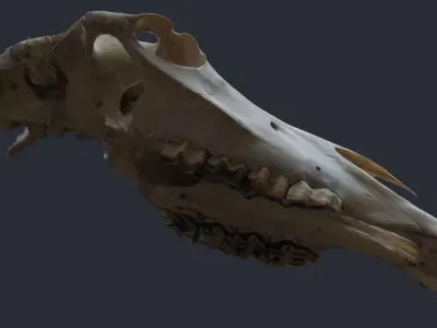 Horse Upper Skull Scan 3D model