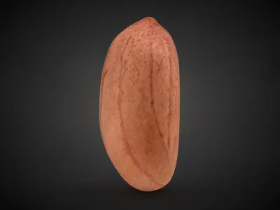 Peanut Kernel Collection 3D model