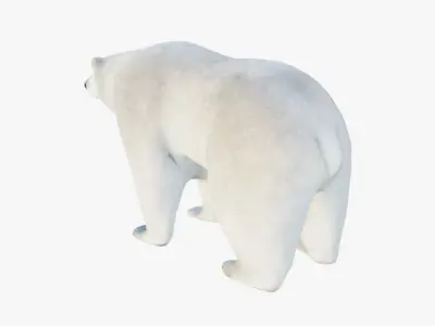 Polar Bear Free 3D model