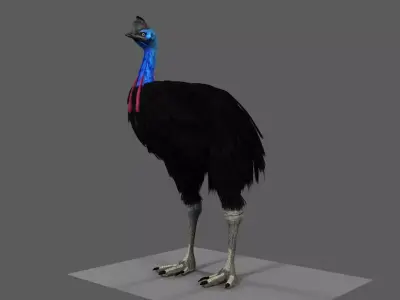 Cassowary struthio casuarius 3D model
