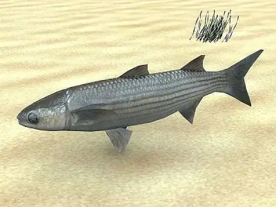 Cipal - mullet Low-poly 3D model