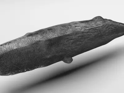 Sperm Whale 3D model