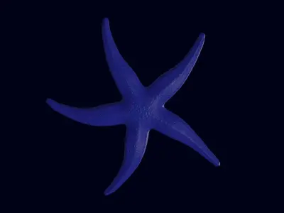 Starfish Sea star Asteroidea 3D model