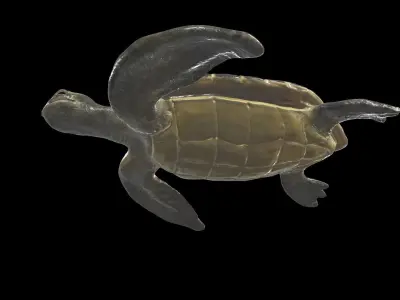 Turtle sea flying Free low-poly 3D model