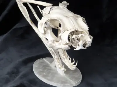 Gaboon Viper Snake Skull Free 3D print model