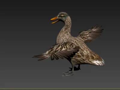 wild duck mallard dabbling anas platyrhynchos  3D model