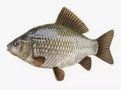 Ultra-Realistic Common Carp 3D Model Freshwater Fish Detailed Low-poly 3D model