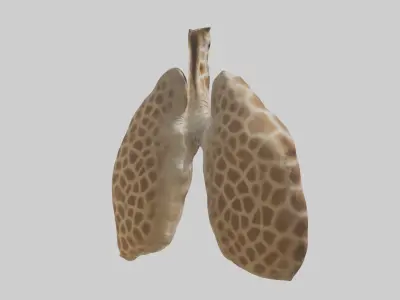 Giraffe Lungs Low-poly 3D model