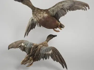 Flying duck 06 Low-poly 3D model