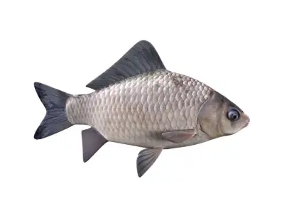 Crucian Carp Carassius Carassius Fish 3D model