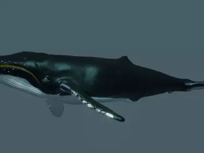 Humpback Whale rigged animated 3D model
