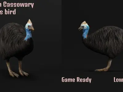 Australian Cassowary Bird  Low-poly 3D model