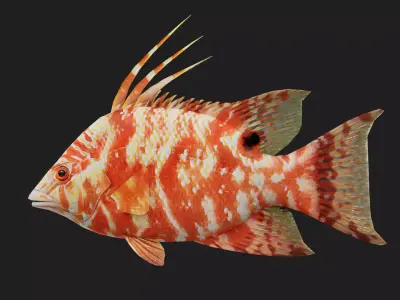Hogfish Low-poly 3D model