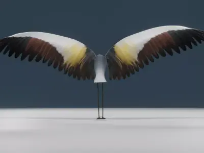 Crowned cranes 3d model 3D model