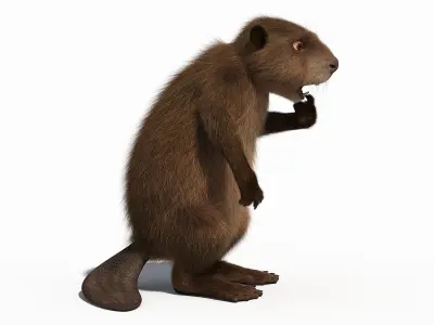 Cartoon Beaver 3D model