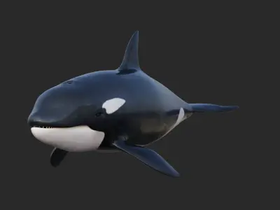  Killer Whale  Rigged 8K Low-poly 3D model