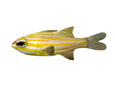 FISH-001 Striped Fish 3D model