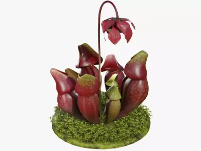 Sarracenia purpurea 3D model