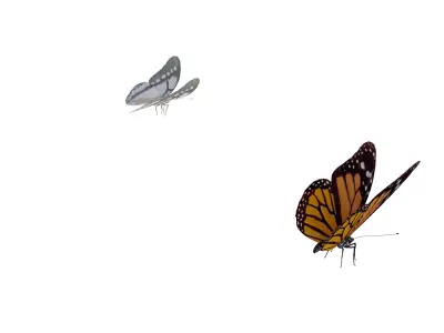 Butterflies  Animated Low-poly 3D model