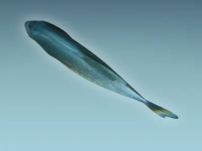 Piranha Fish 3D model