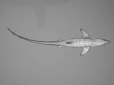 Thresher Shark Low-poly 3D model