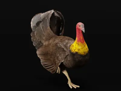 Australian brush turkey bird  Low-poly 3D model