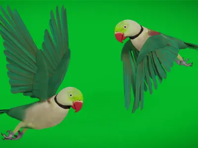 Alexandrine Parakeet Bird Low-poly 3D model
