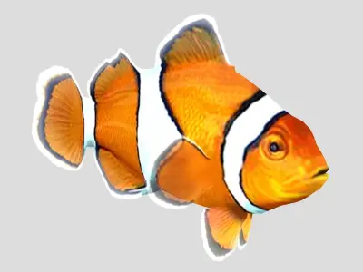 Clownfish Tropical Fish Low-poly 3D model