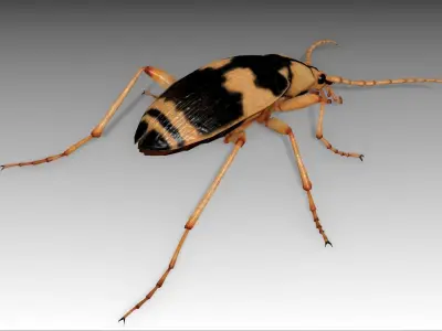 Bombardier Beetle Low-poly 3D model
