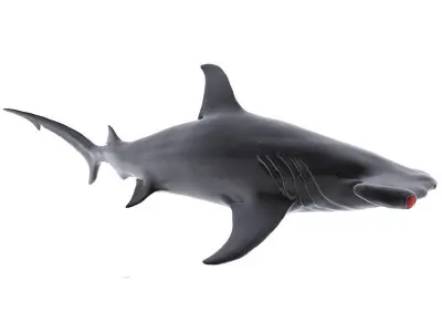 Hammer Shark 3D model