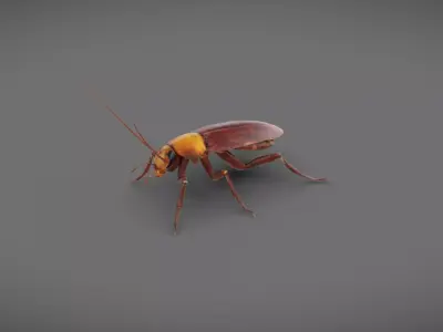 Roach - Read Description Low-poly 3D model